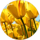 nurcan kara profil fotoğrafı