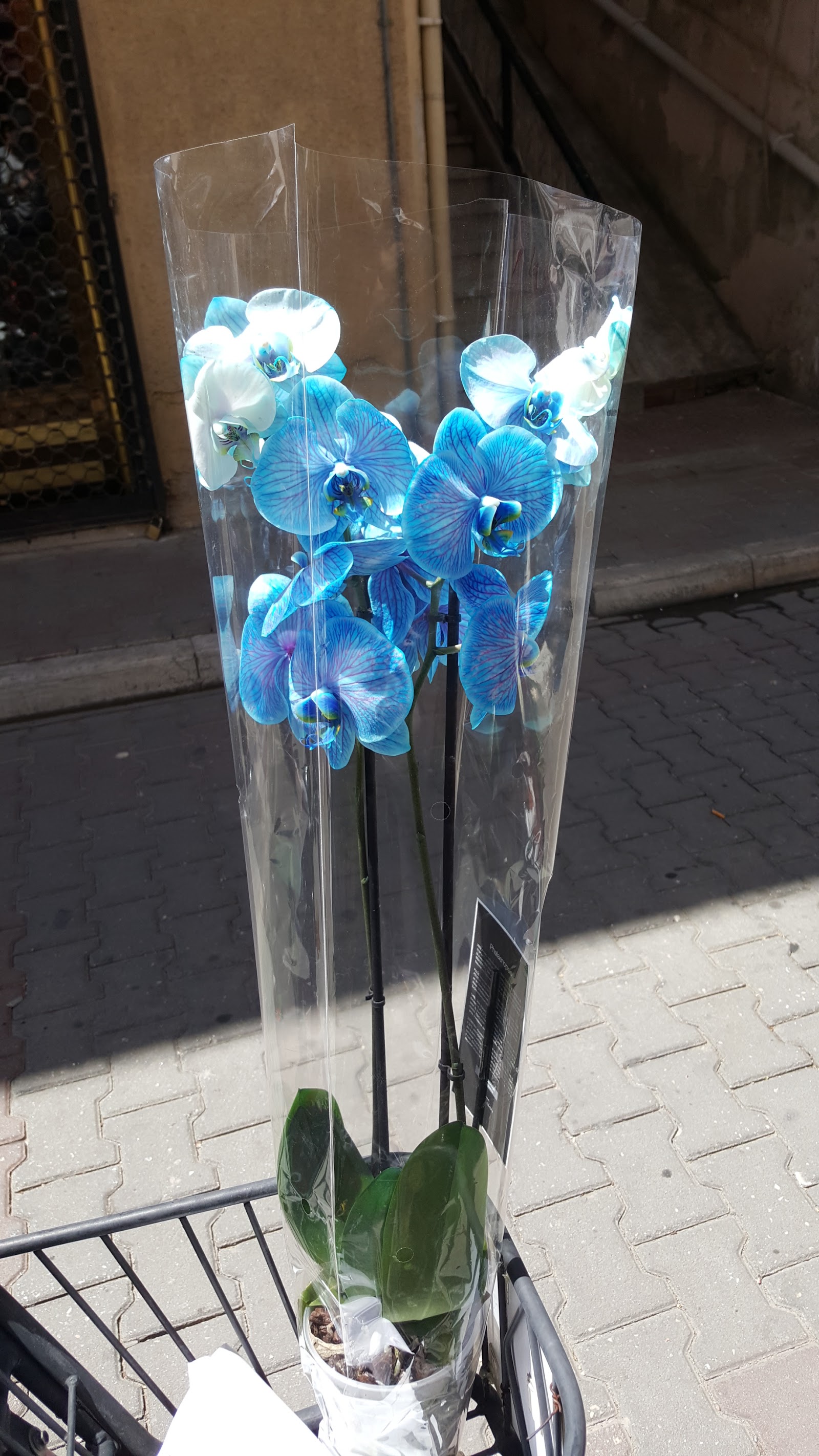 Muğla Gözde Çiçekçilik